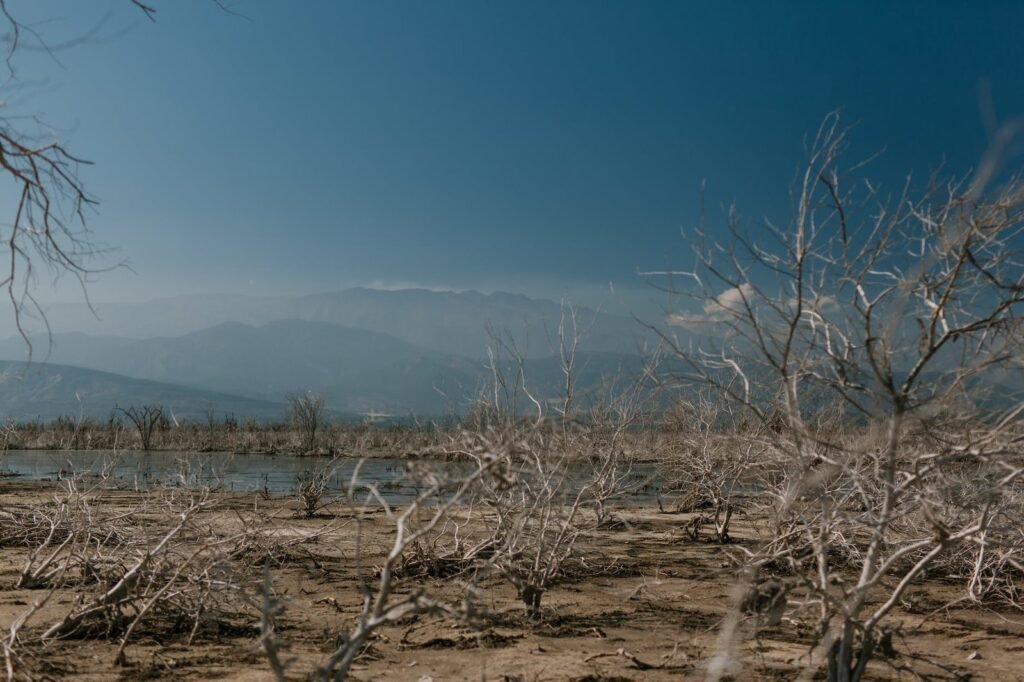 dry plants on shore of calm reservoir
